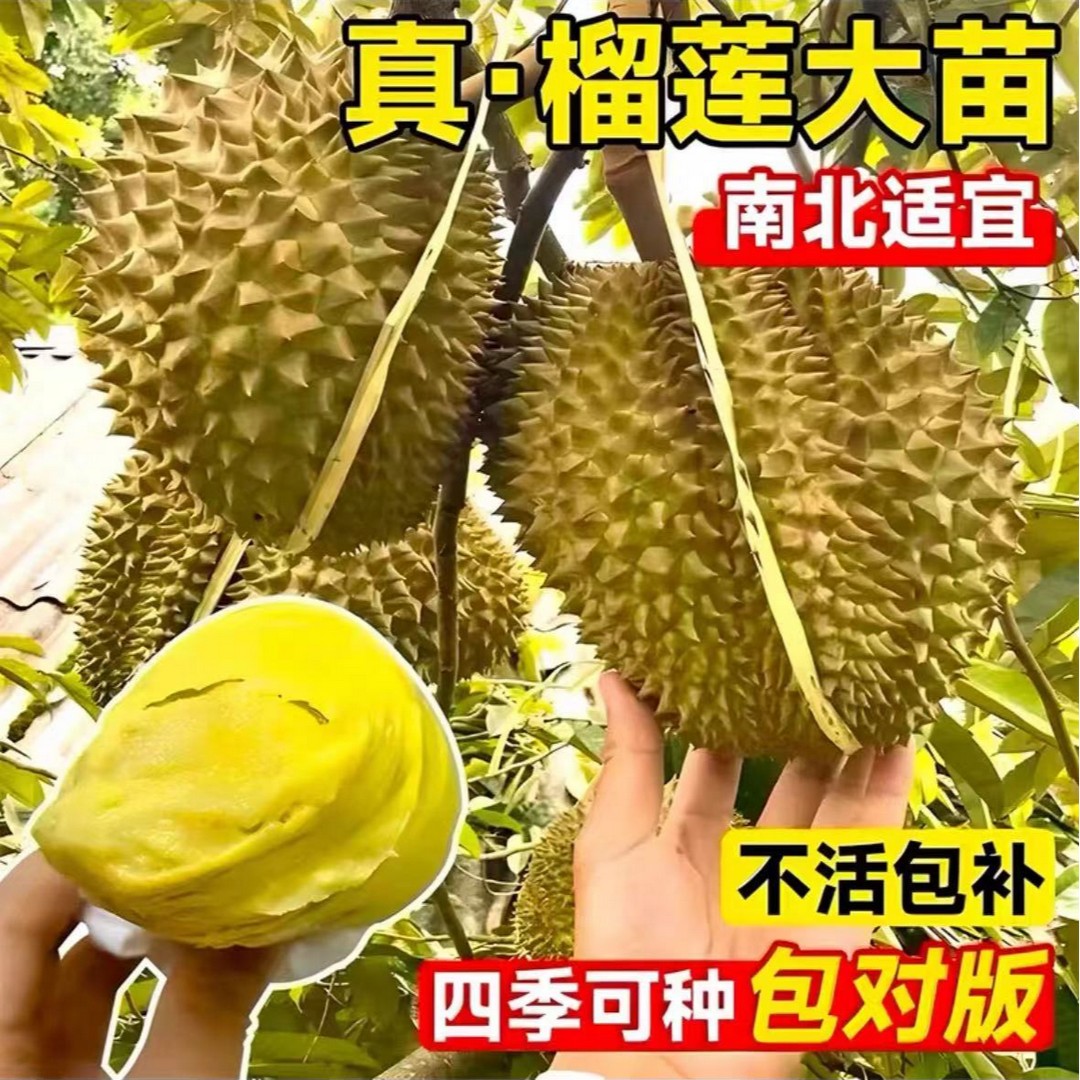 云南金枕猫山王榴莲盆栽地栽果树苗南方北方庭院阳台种植当年结果