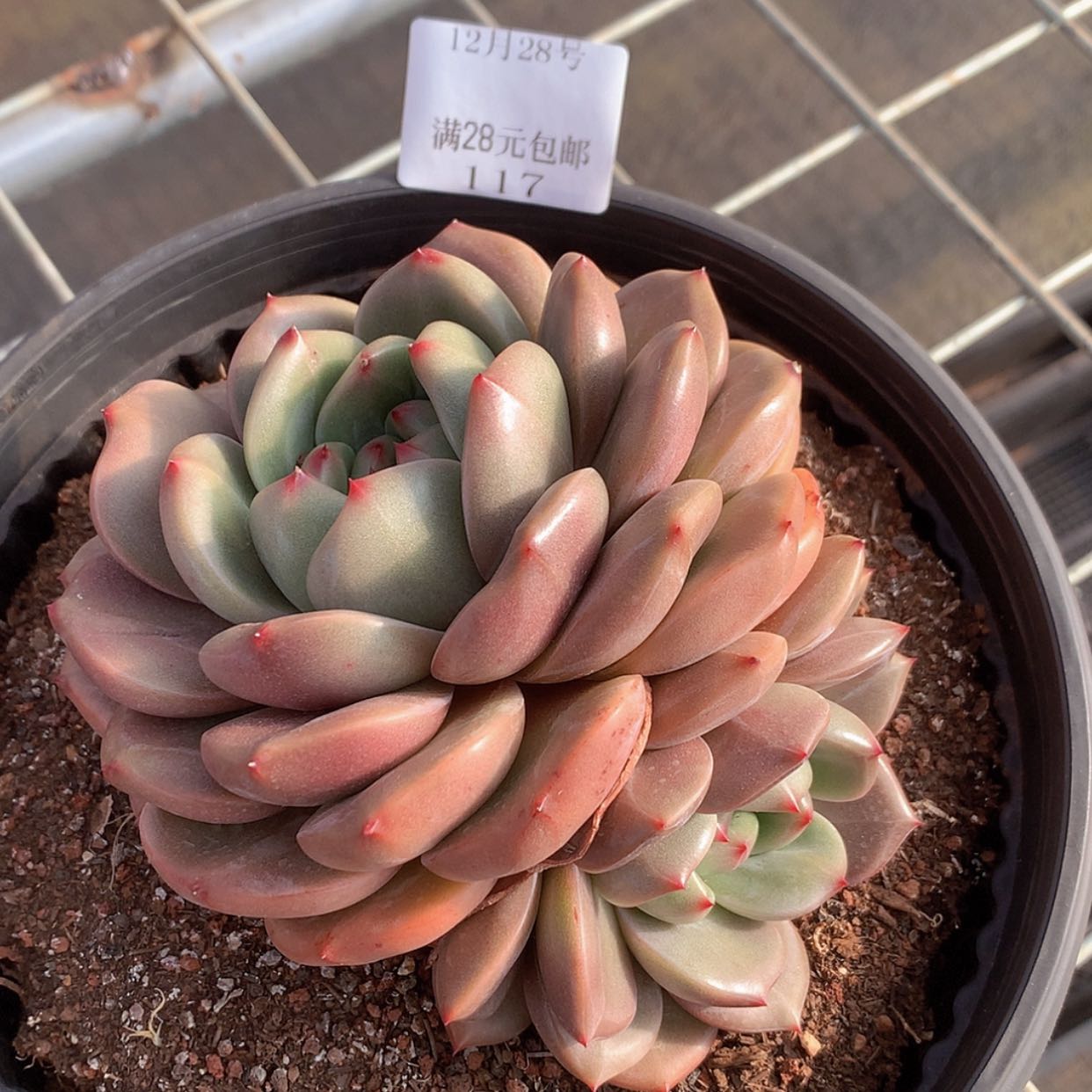 【闪购商品】云117号16厘米