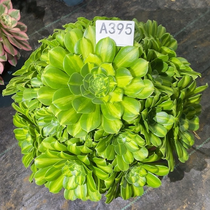 翡翠琉璃多肉法师。  395