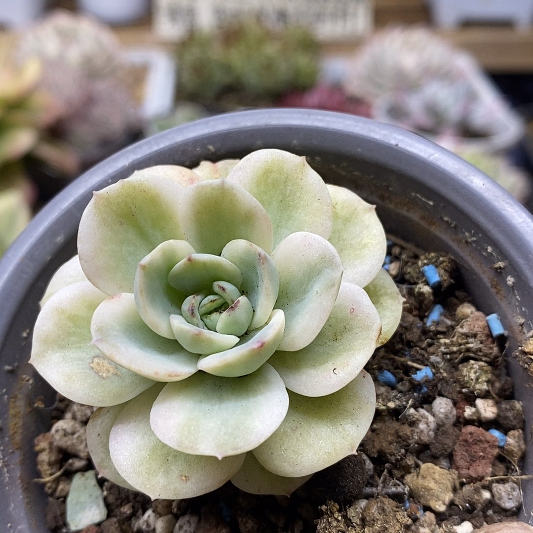 0233 轻微石化哈密瓜覆轮锦