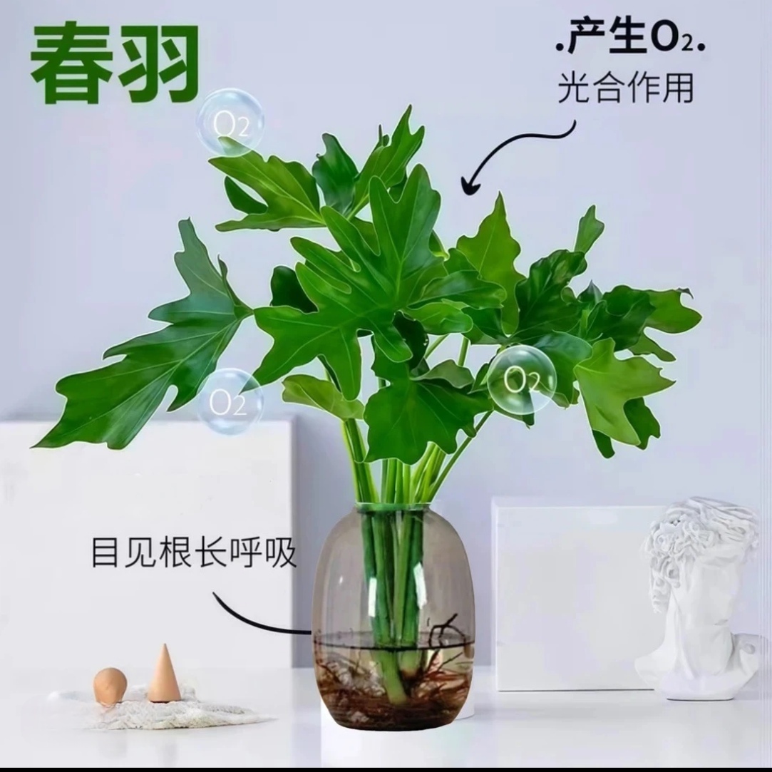 【水培春羽2到3颗苗】绿植办公室内客厅桌面摆设盆栽花卉植物