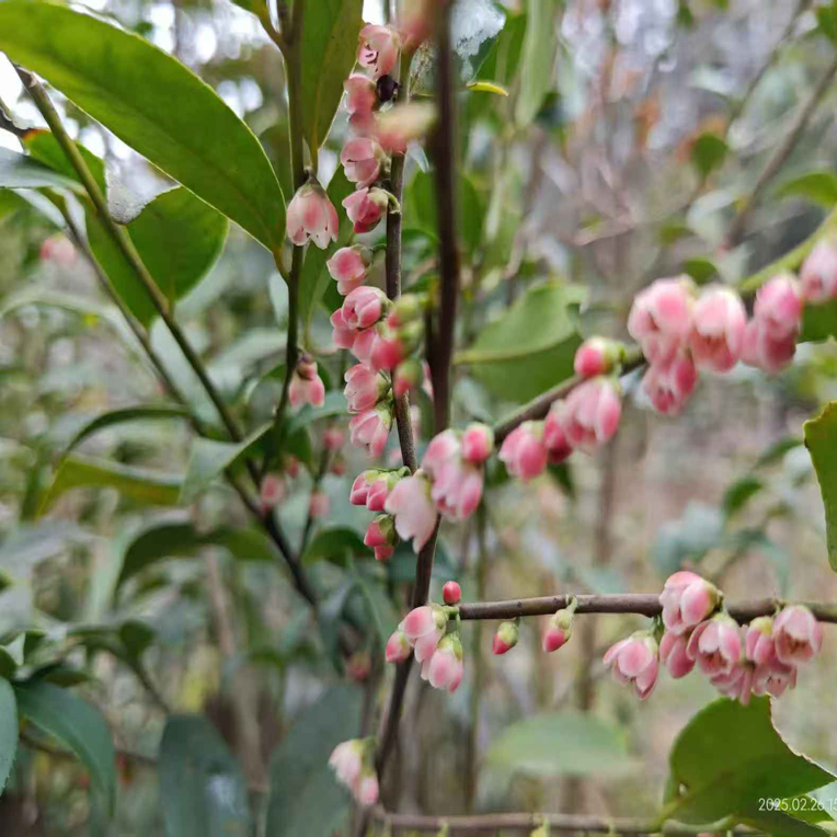 紫霞桂野桂四季开花