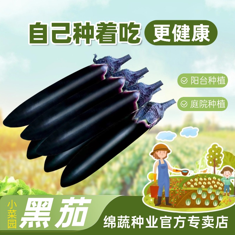 绵蔬【早丰墨茄】早熟茄子果色紫黑小院阳台农户小面积种植肉质疏松