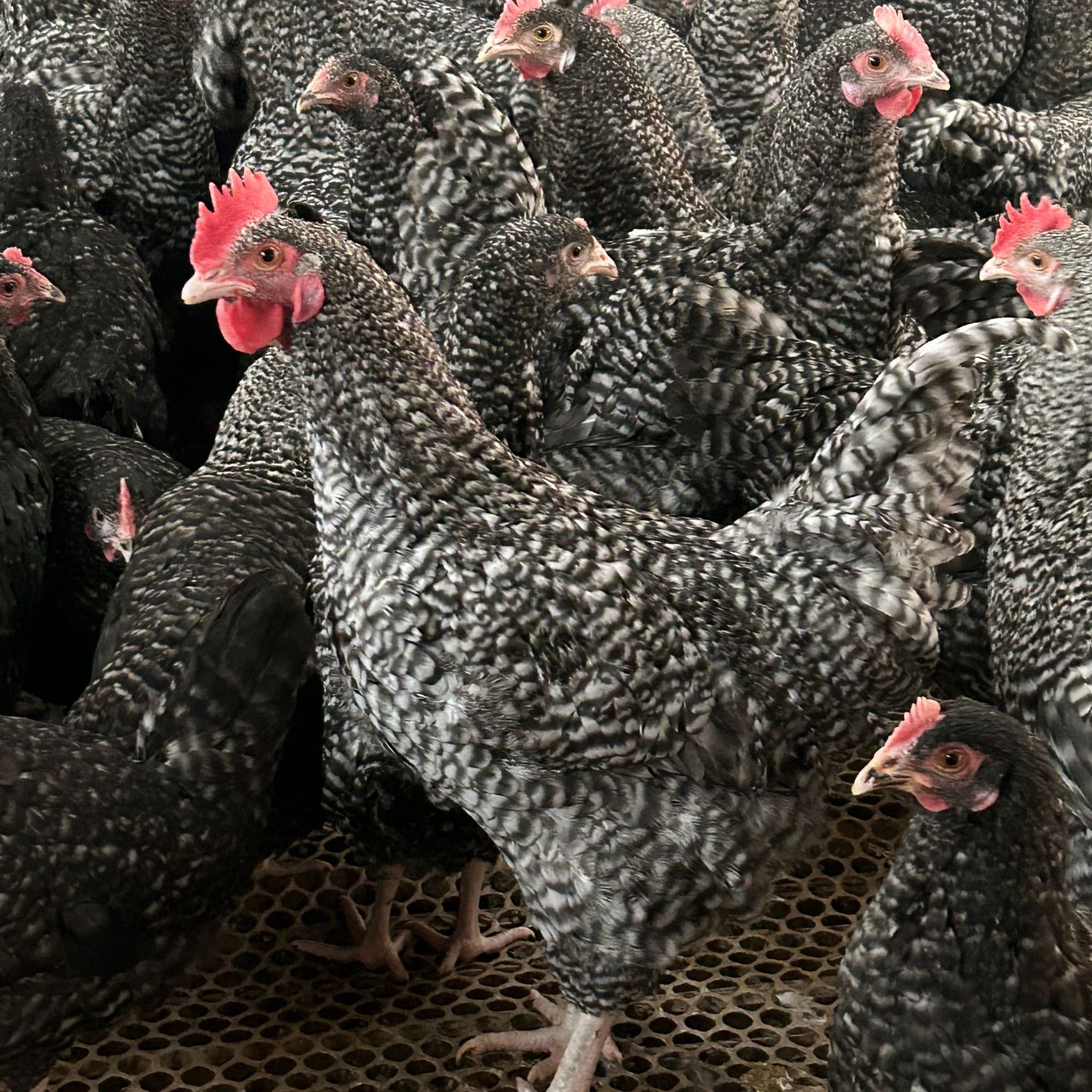 4只青年芦花鸡品种 包邮到家 活体发货