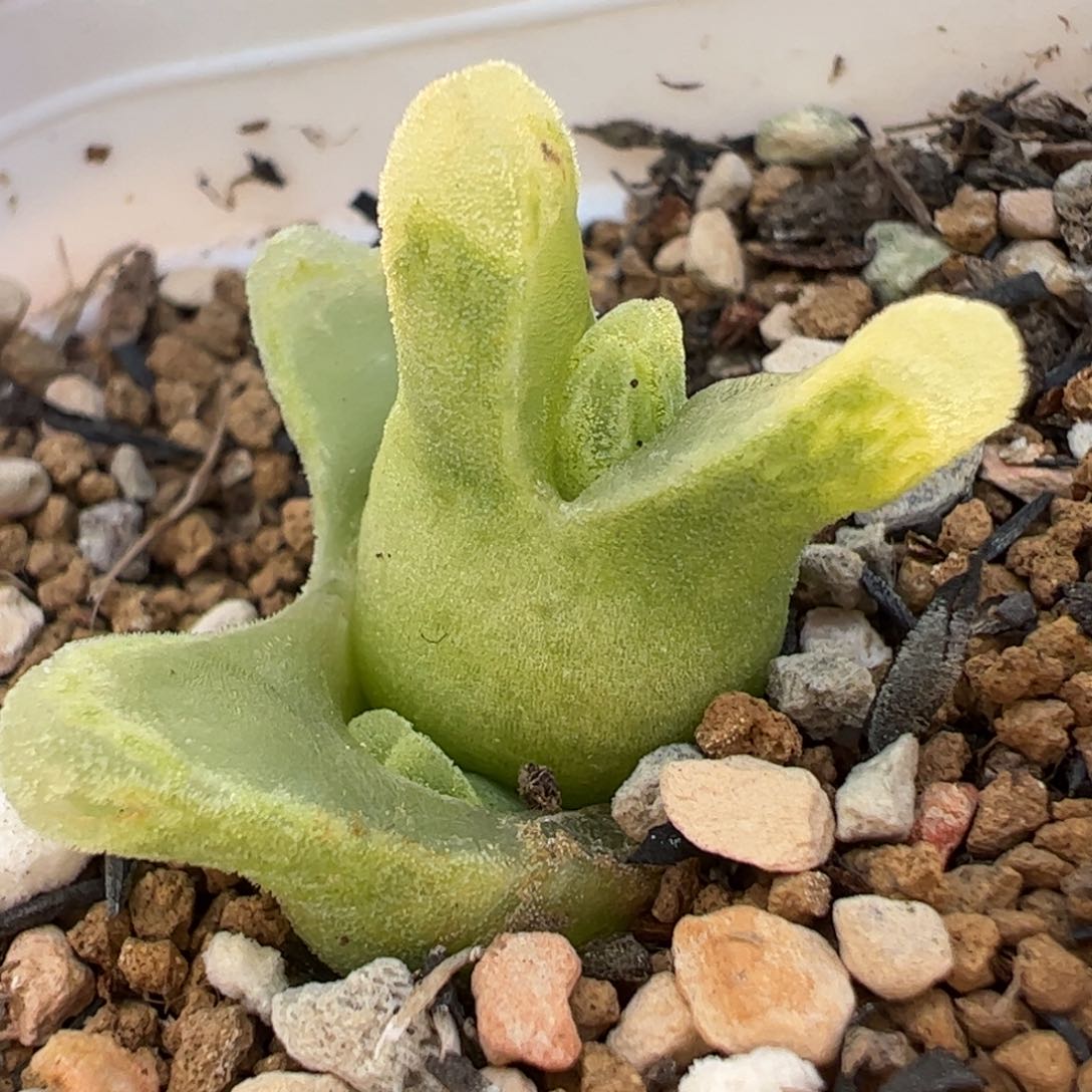 冰奶瓶多肉植物百科