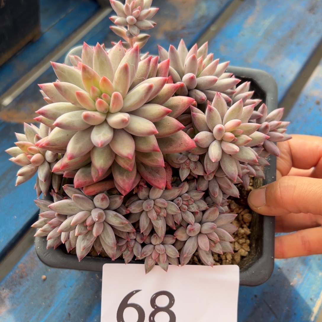 平***儿68、跟着更好的好发挥吃饭