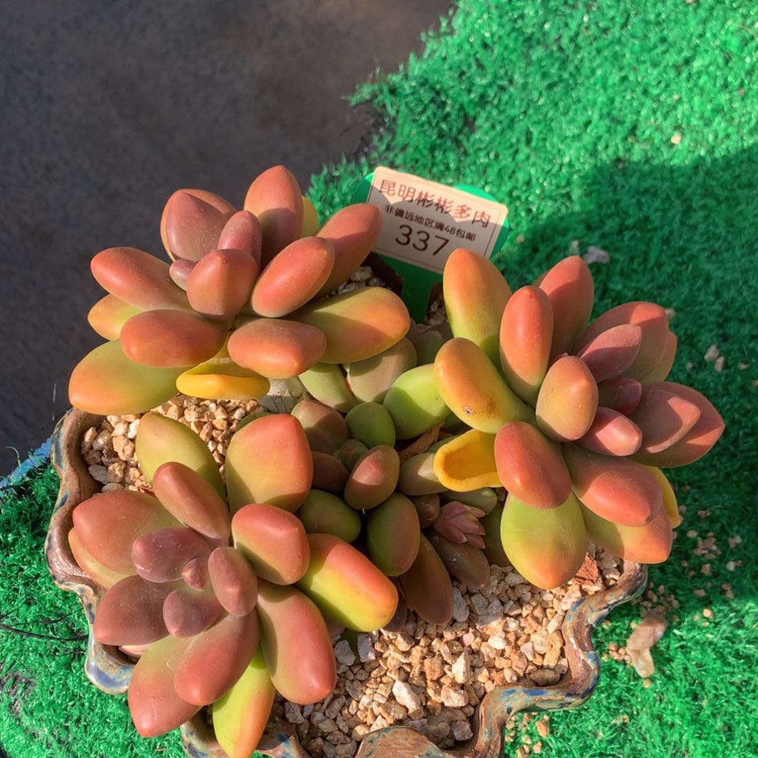 芒果奶无砍老桩平头337