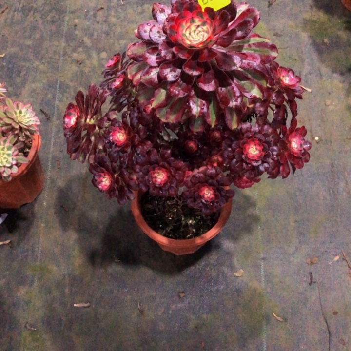 香奈尔多肉998000000000