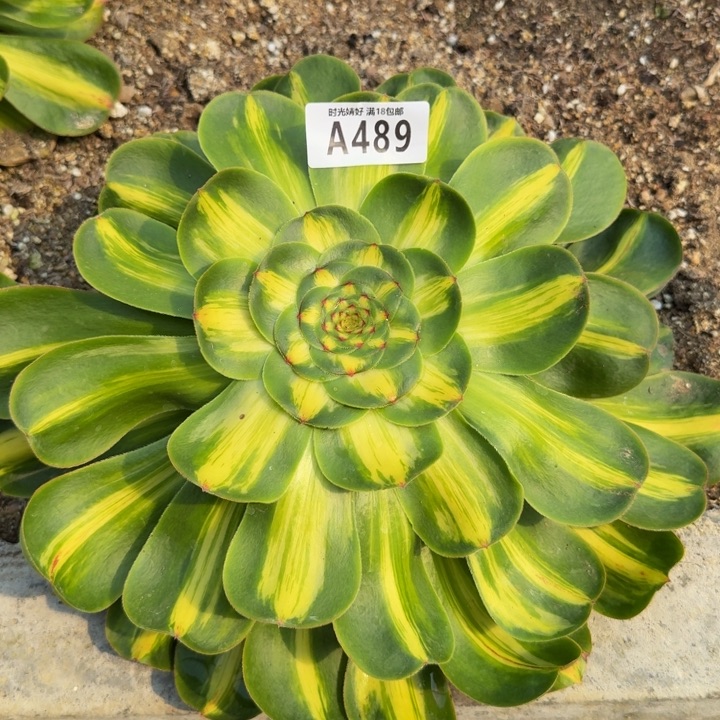 489暴君。多肉植物