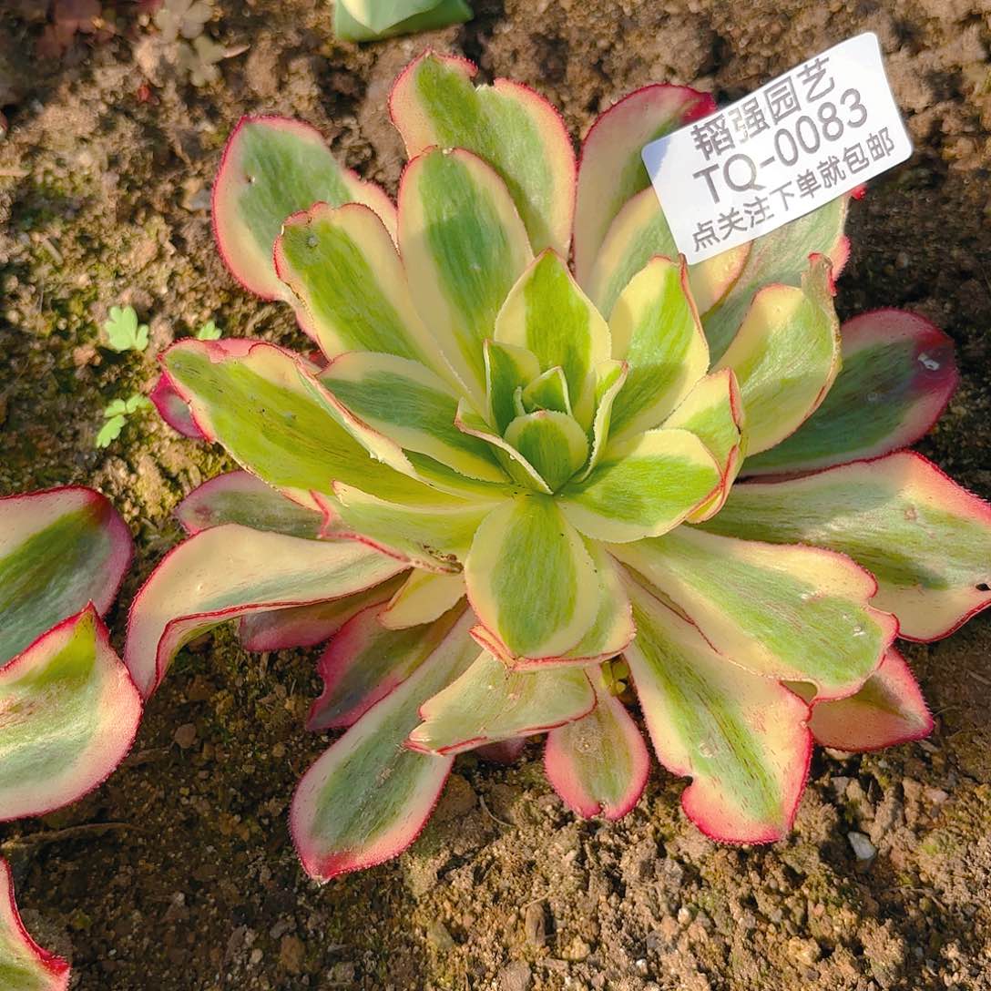 魅影多肉植物83园艺