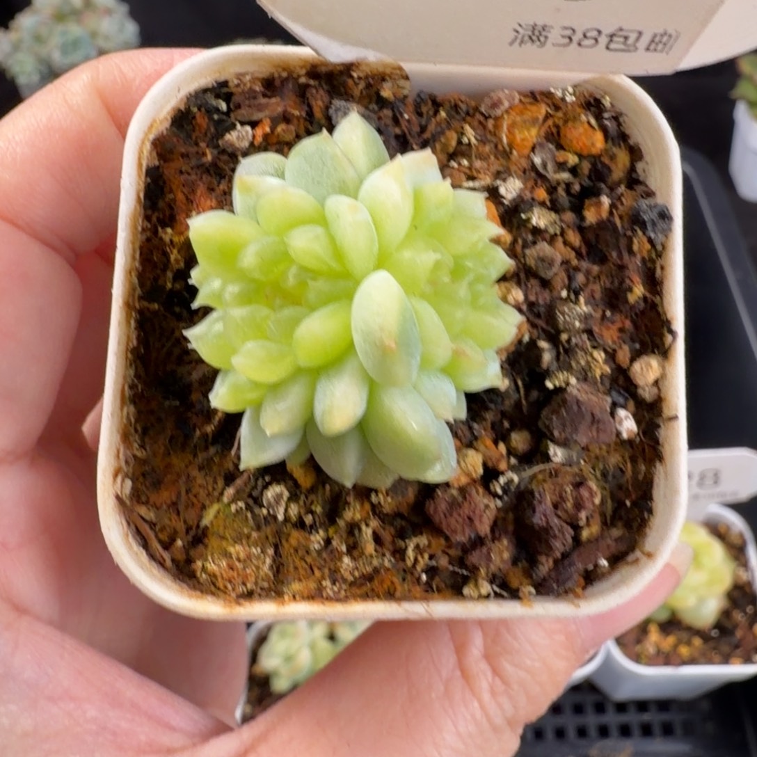 纸鸢缀化一颗129号