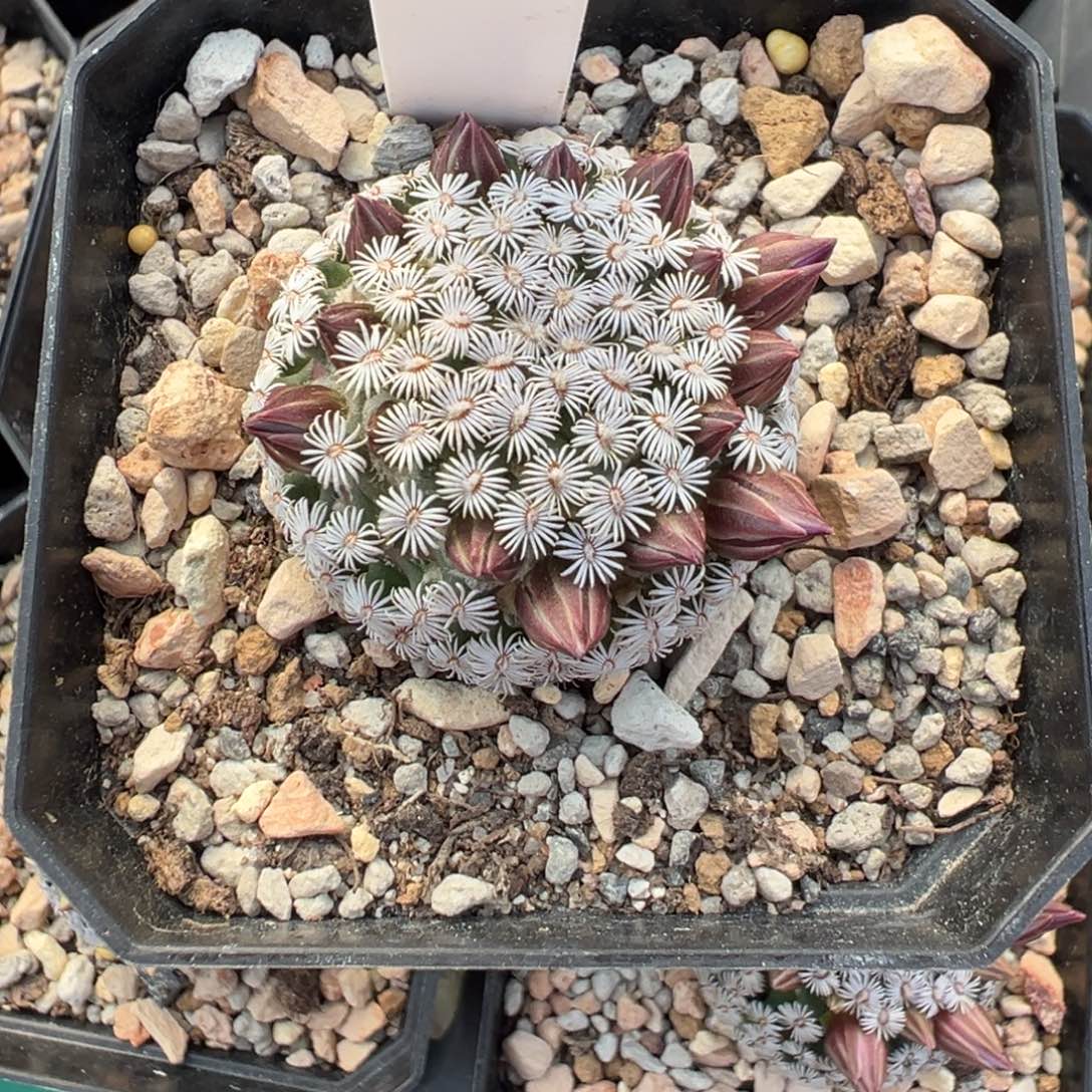 521实生根克氏丸多肉植物带盆土