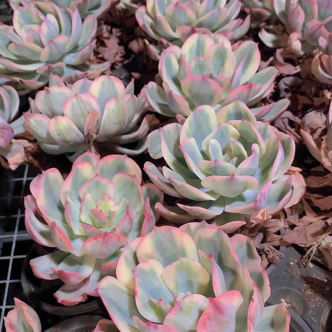 玉凤锦23456789990000