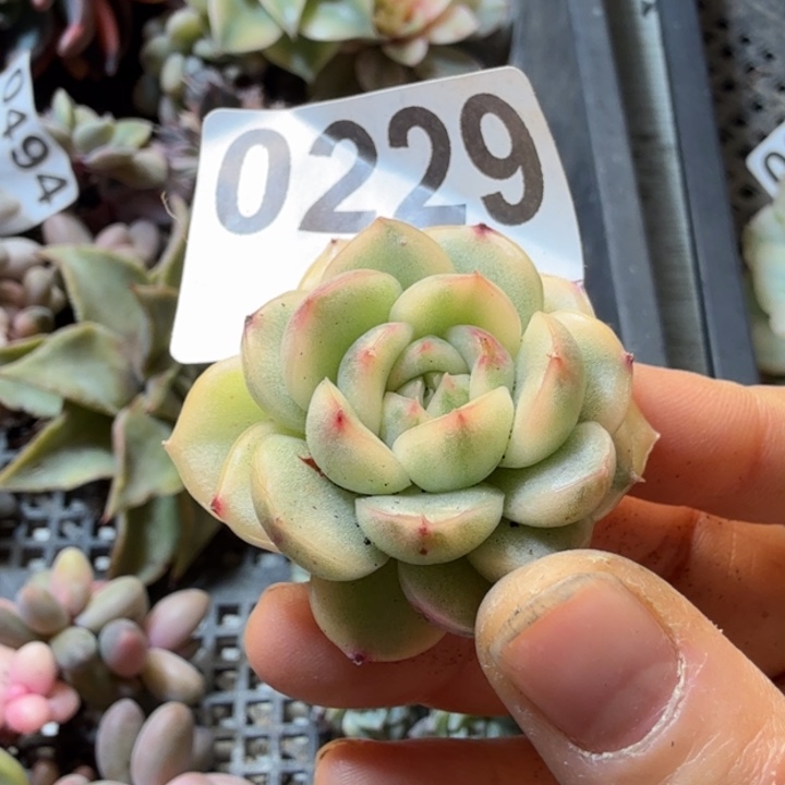 根多肉植物满18包邮当场凑单