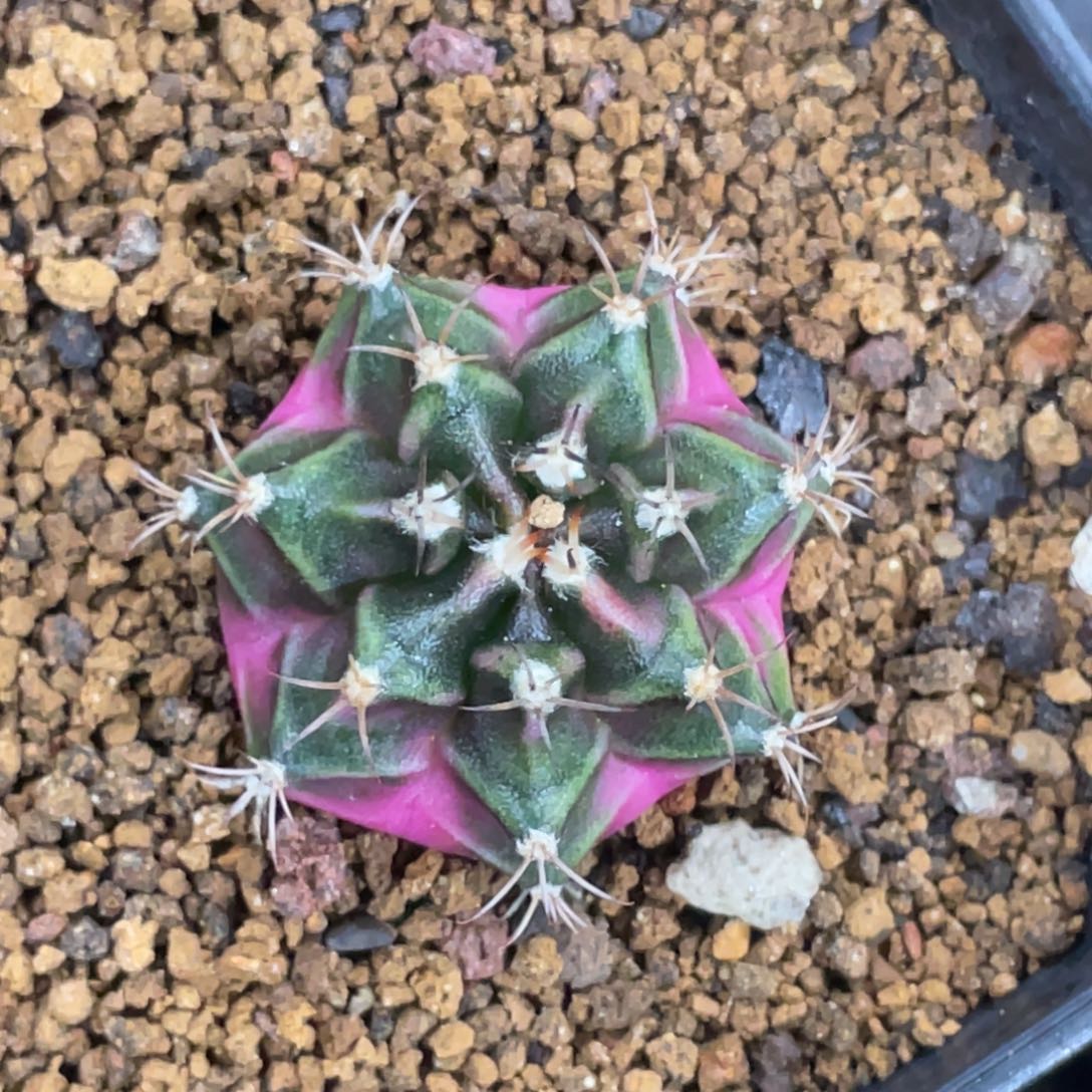 当前无花朵，栽培后可花朵7棱粉臀