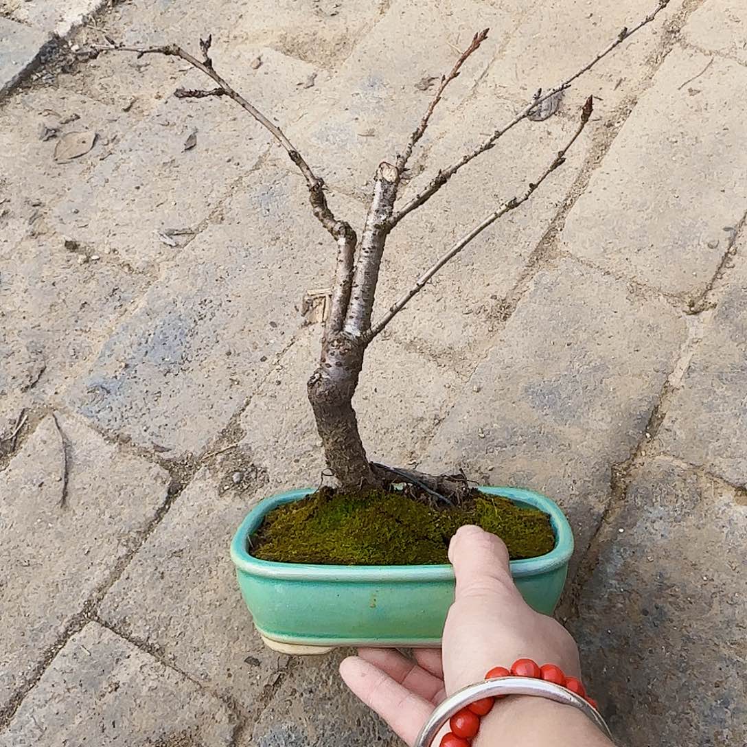 红陶明**Fd g h k l l l