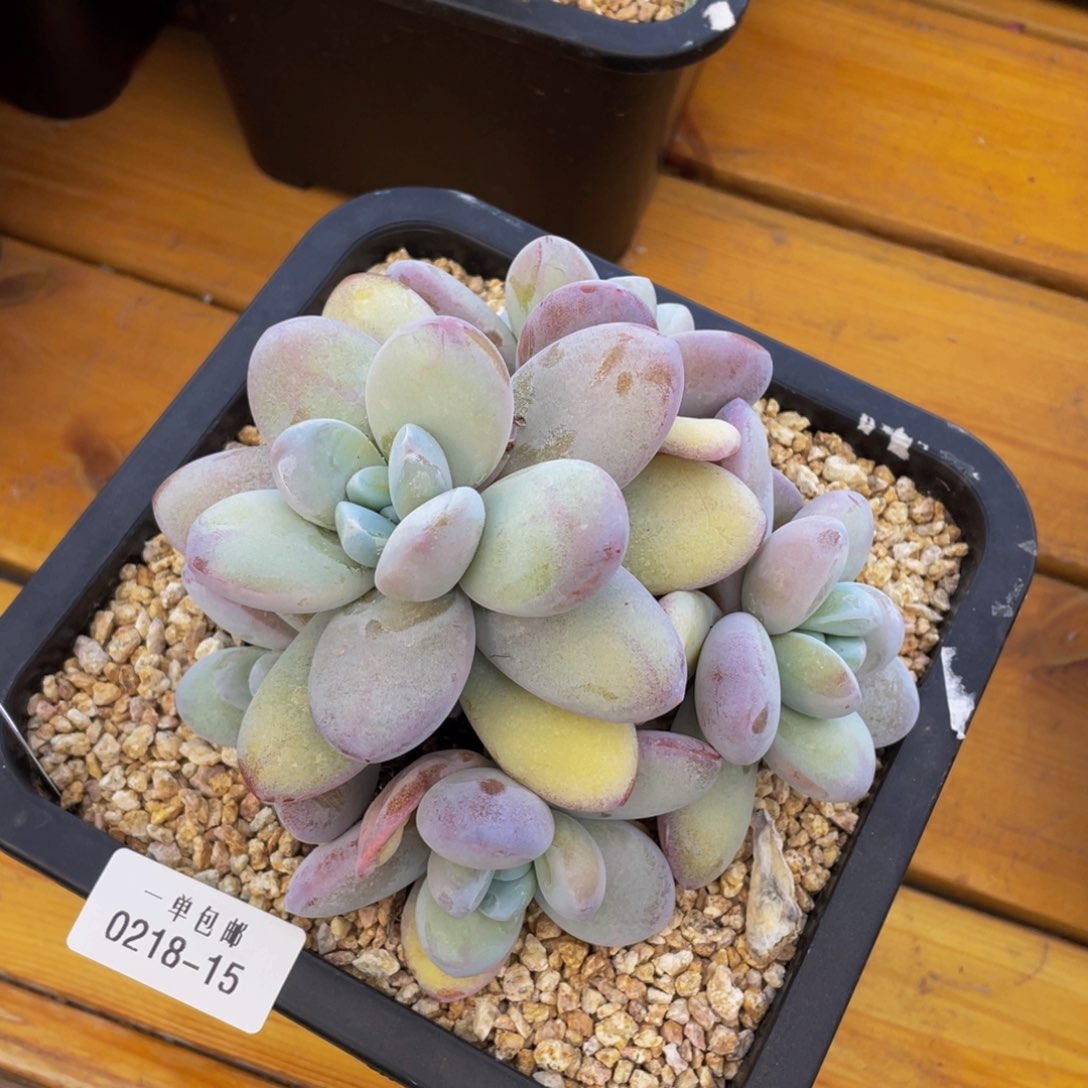 0218-15-雪美人。。。。。