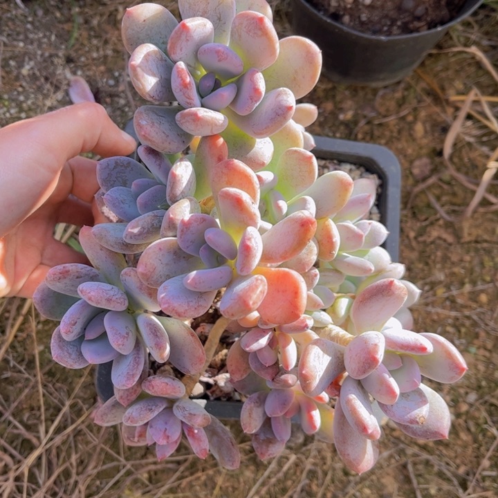 特价微瑕疵灰姑娘群