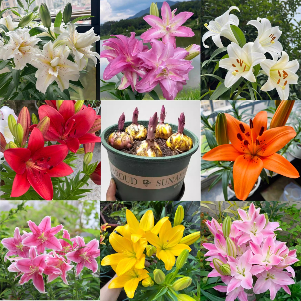 【带盆土栽好】香水百合花种球浓香花卉四季开花植物室内外盆栽