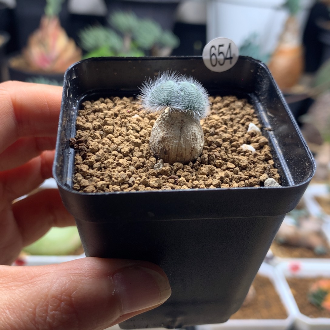 柯***-654号毛叶石蒜多肉带盆