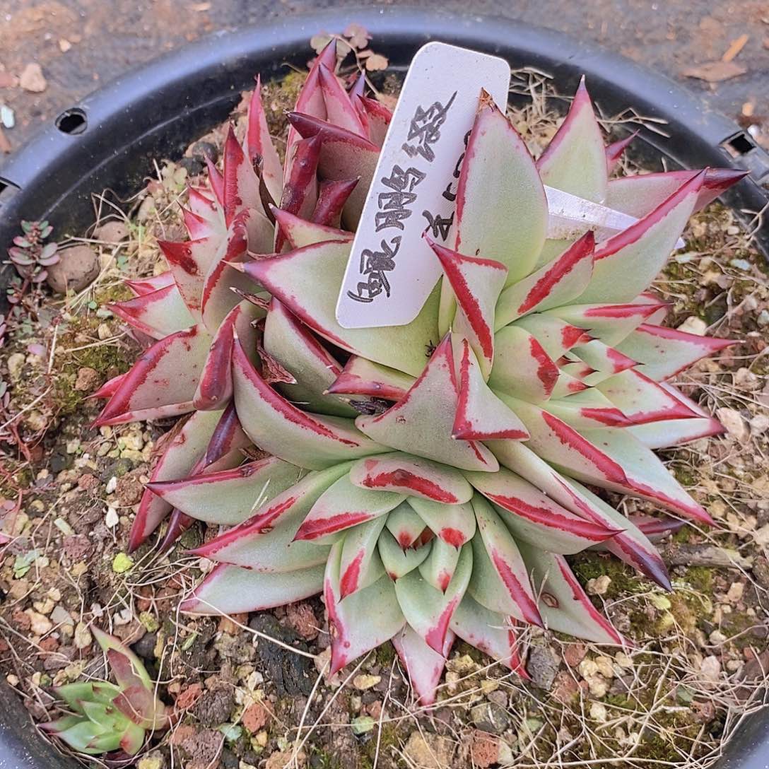 多肉植物乌木福利