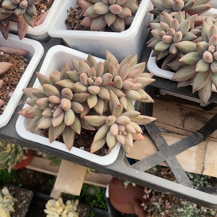 18一盆888888红蜻蜓