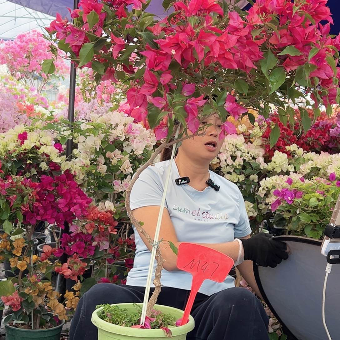 没***呼大部分花苞少量开放M47酒红桑巴