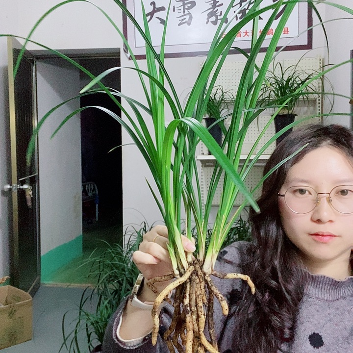 完全开放大雪素大雪素
