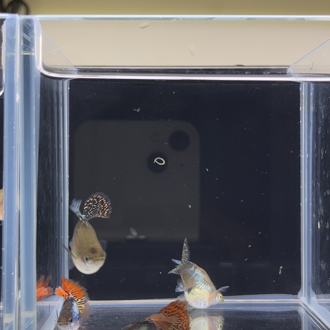 孔雀鱼七彩龙鳞球2对