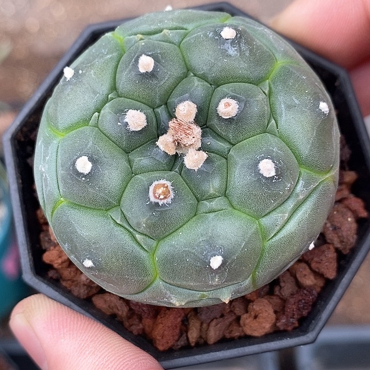 孤品实生特圆角尤兜5cm