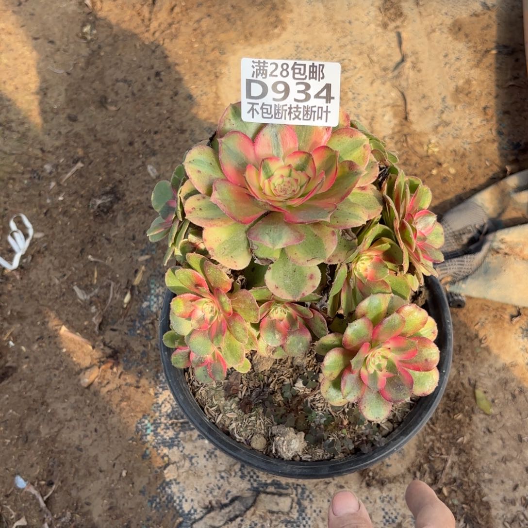 S. 934荔枝多肉。cade