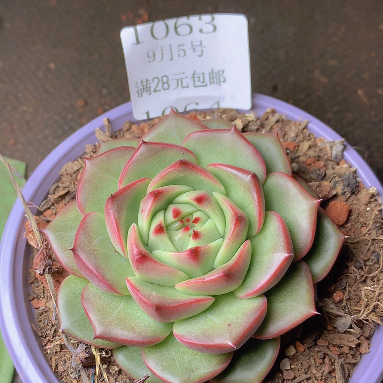 【闪购商品】云1063号