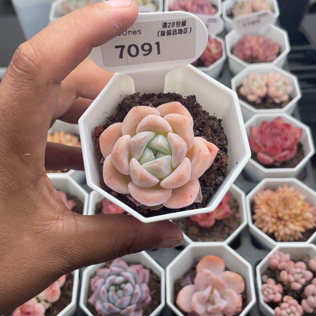 7091琥珀4.0厘米