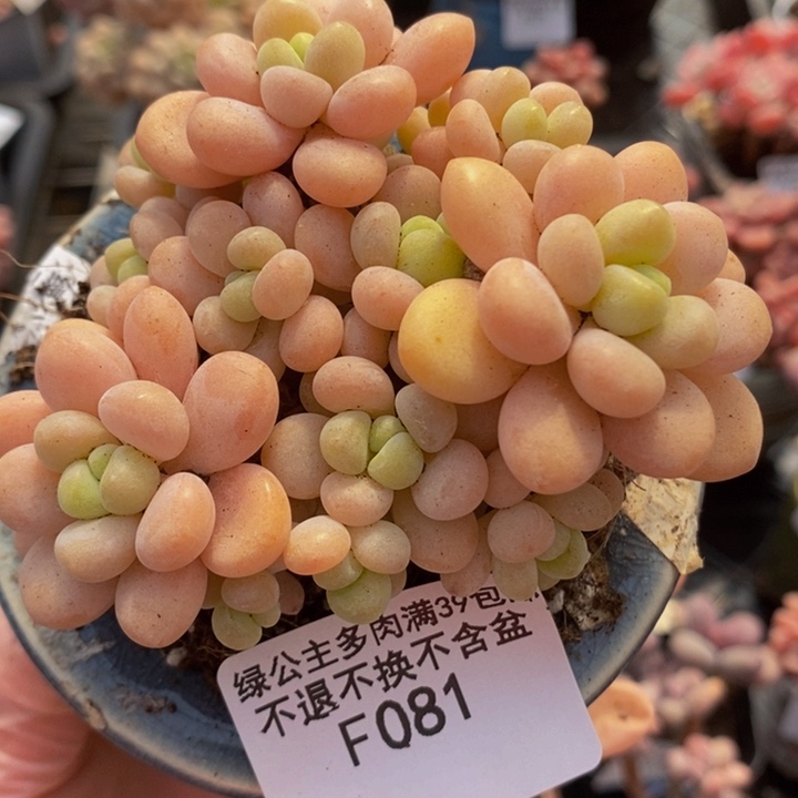 花球洛可可9cm081多肉植物