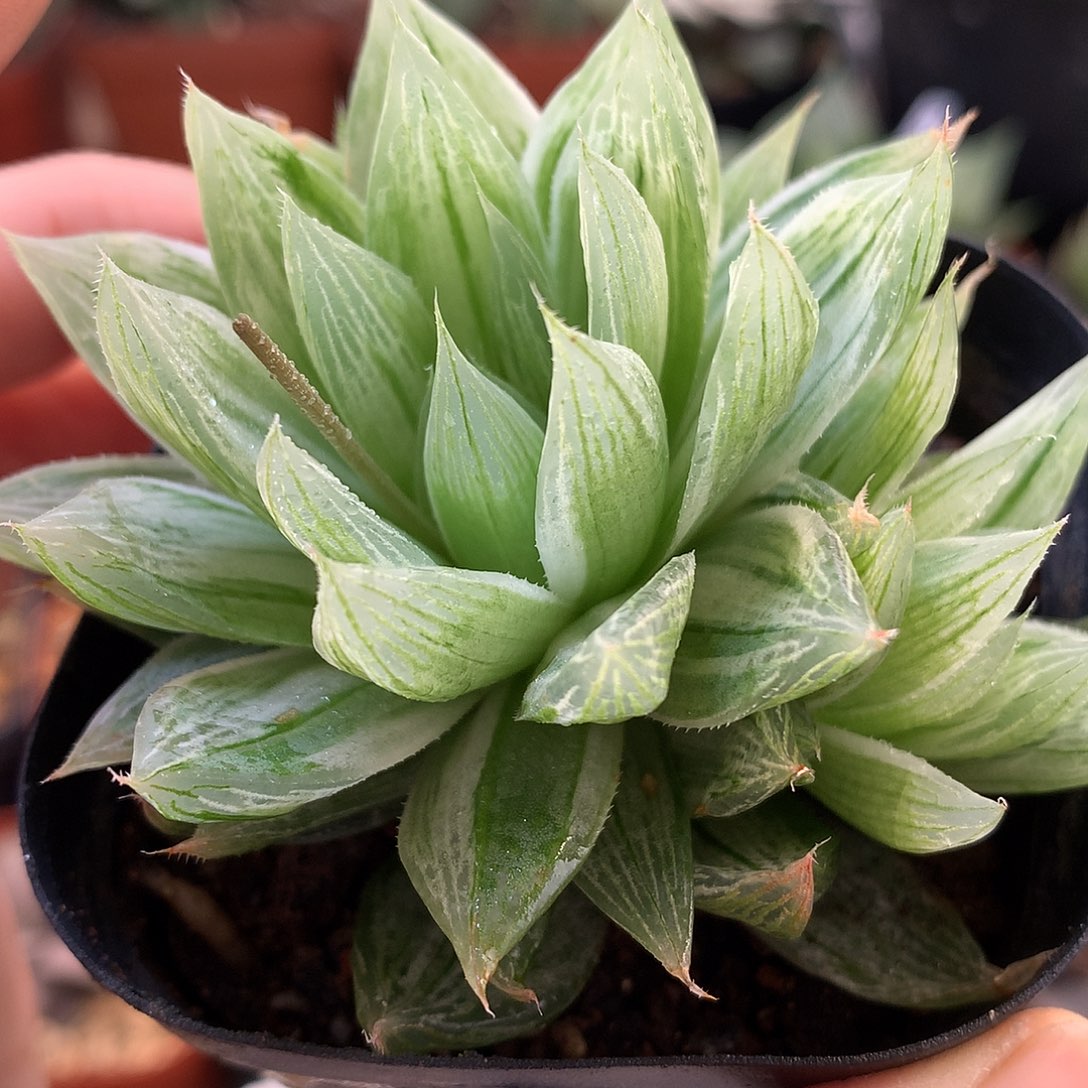 仙女杯带盆土发货tll