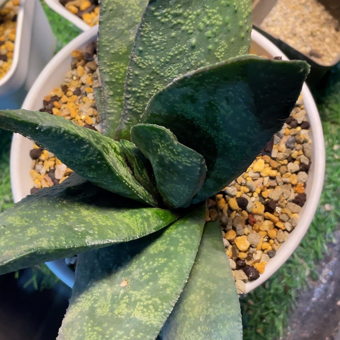 花***友花友收111111111112