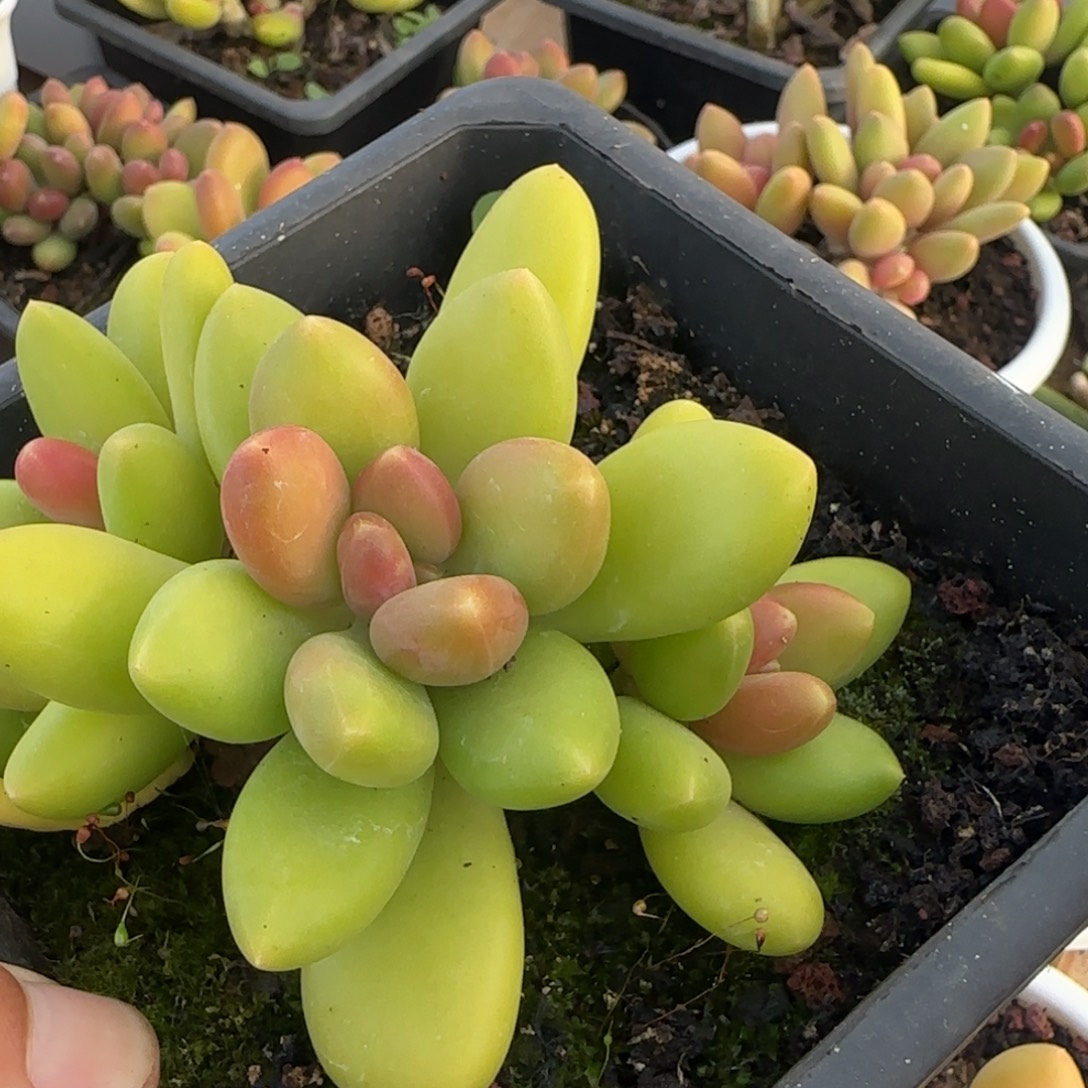 芒果奶的点点滴滴