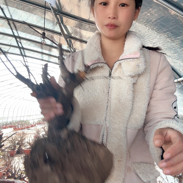 不***饭完全开放梅花美好