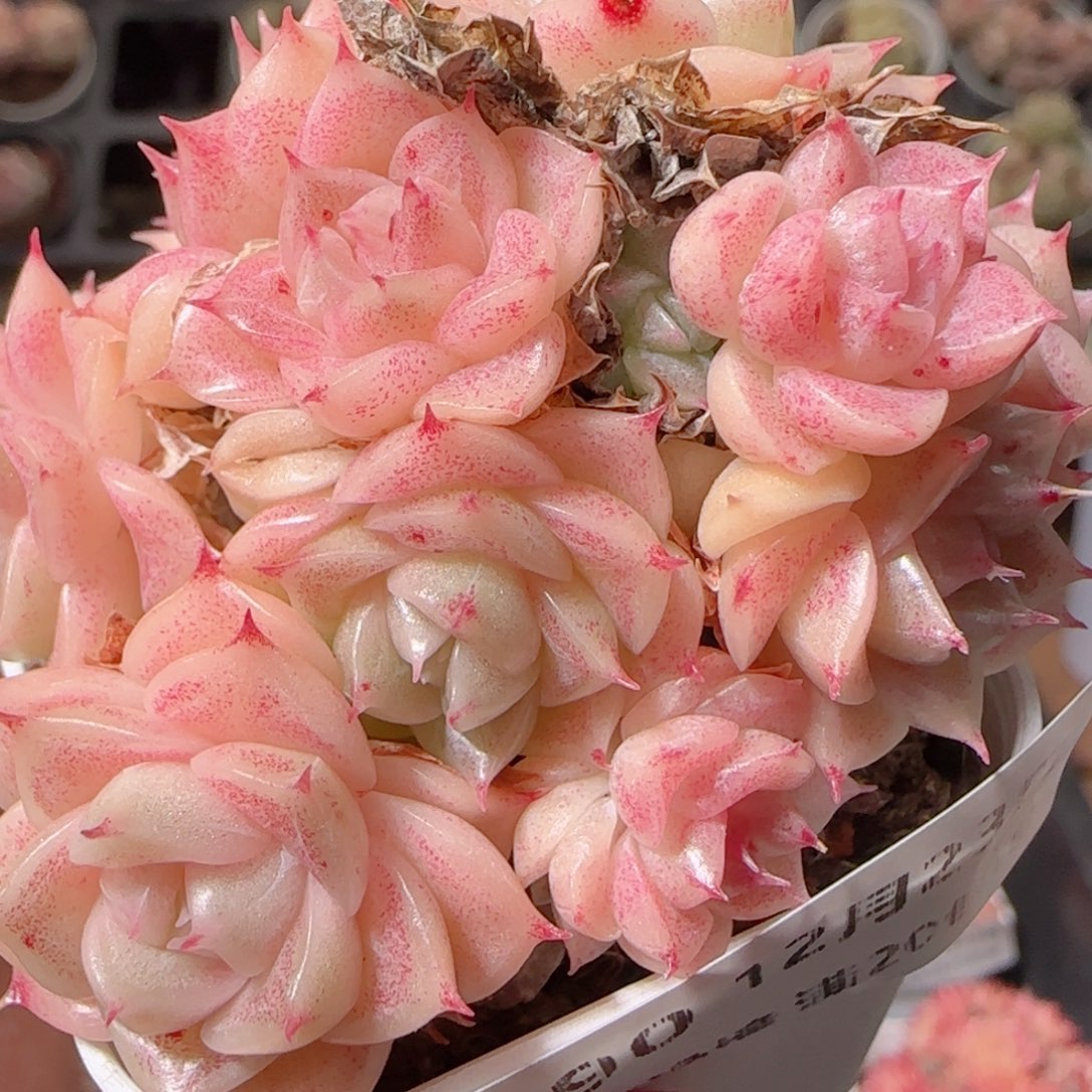 花语多肉1223-190散