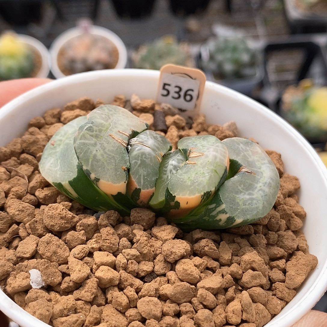 536号碧峰玉扇锦一物一拍