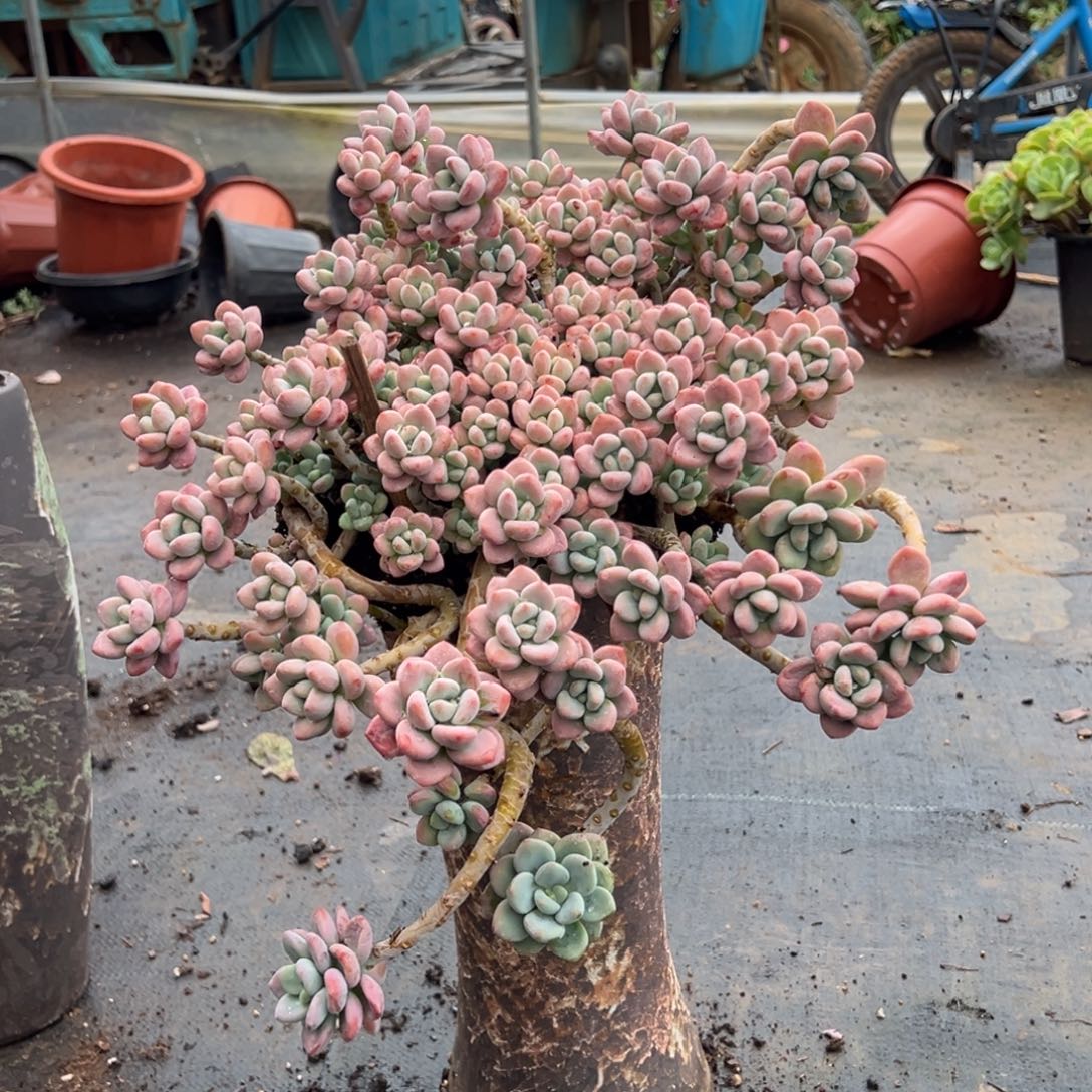 老桩洛神裸肉发货