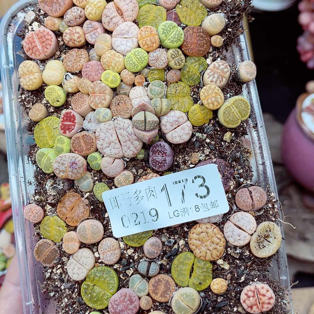 郎哥多肉生石花19-173