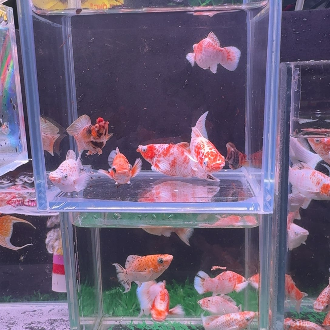 海水鱼多乐玛丽瑕疵鱼7