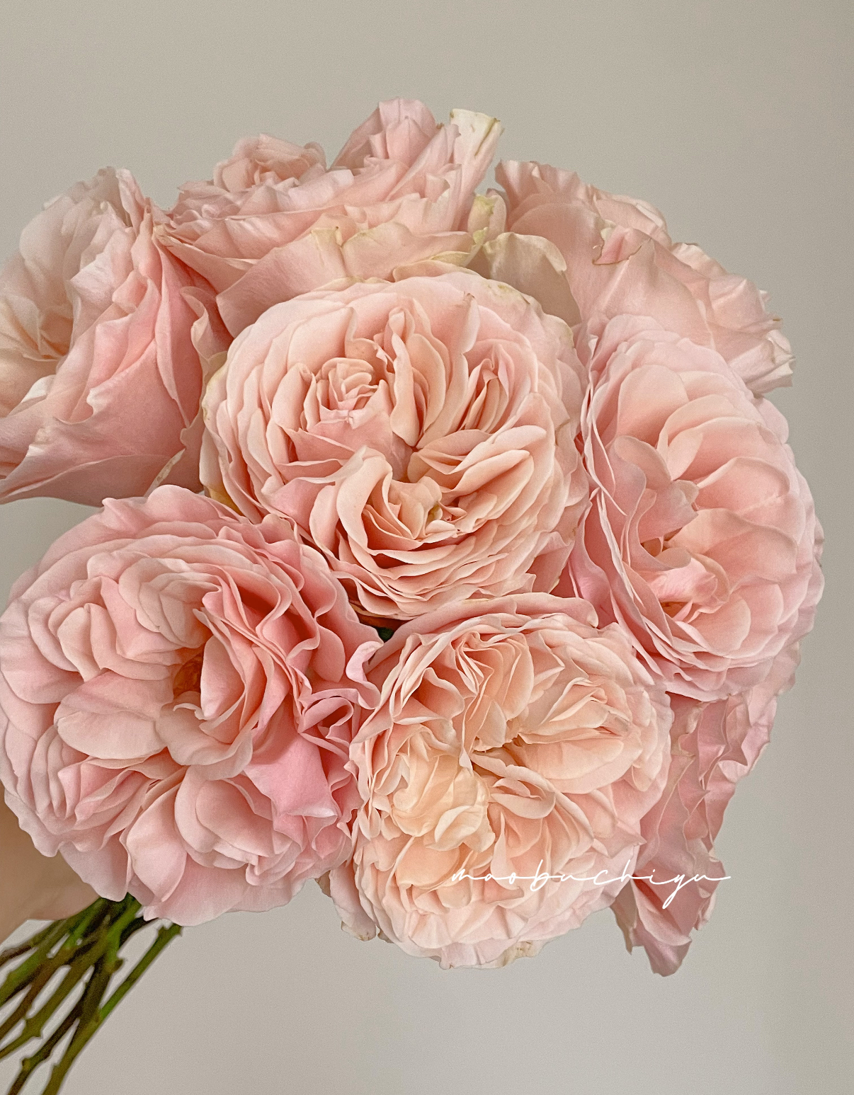 鲜花夏日恋情-单头玫瑰（任意两单包邮，一单需要补运费）