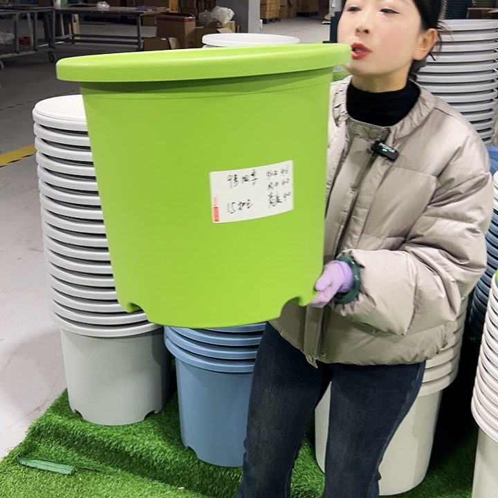 特价9号四季口46高40果绿2只无托