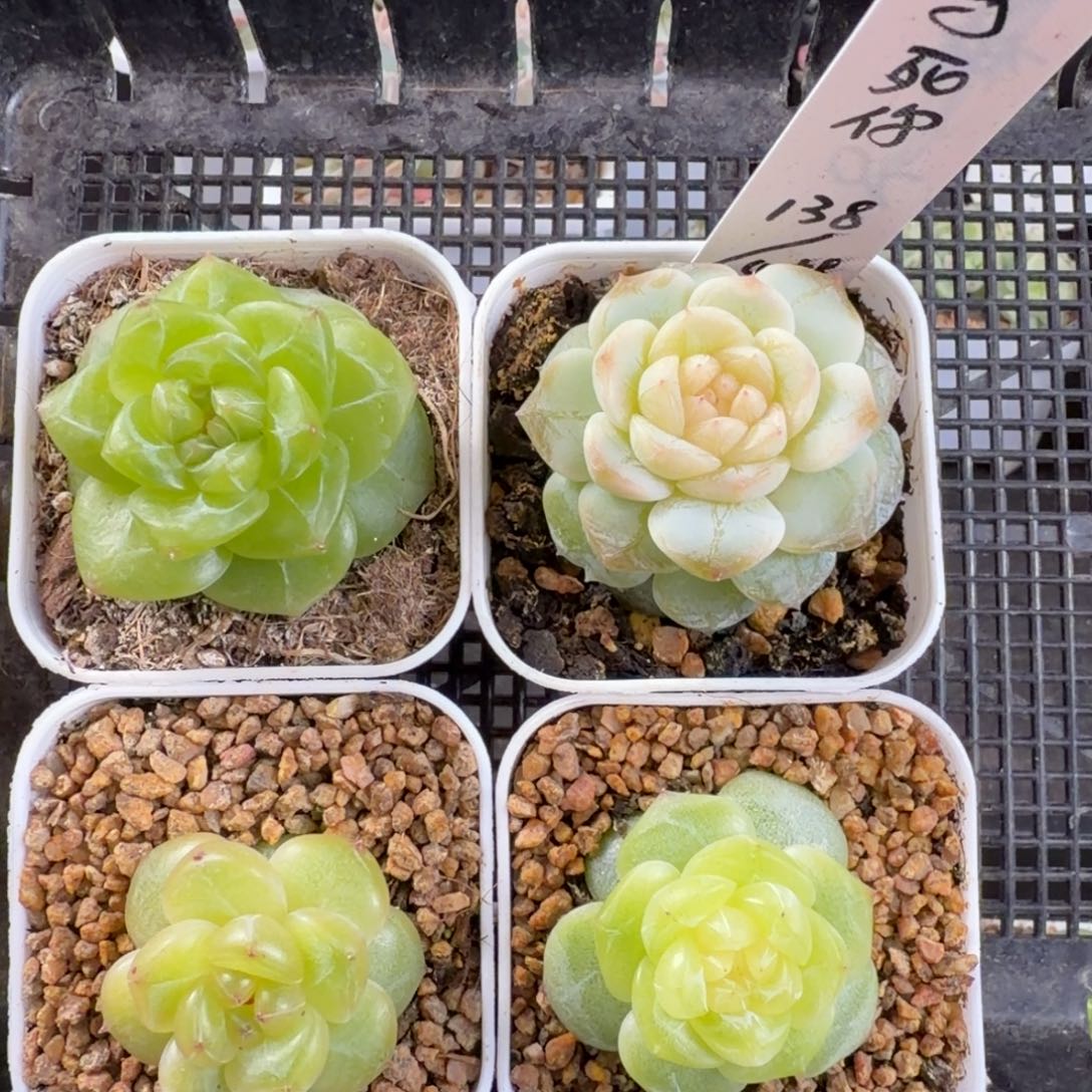 求***吧骂死你四颗一组包邮