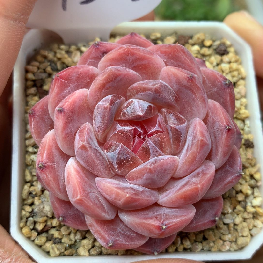 粉钻心冰魄单头4523