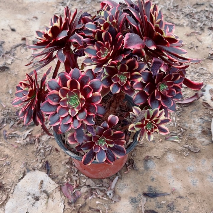 576欧嘉莉多肉植物