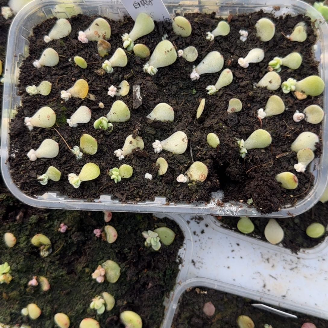 月亮白财 芝麻穴一个满25包邮