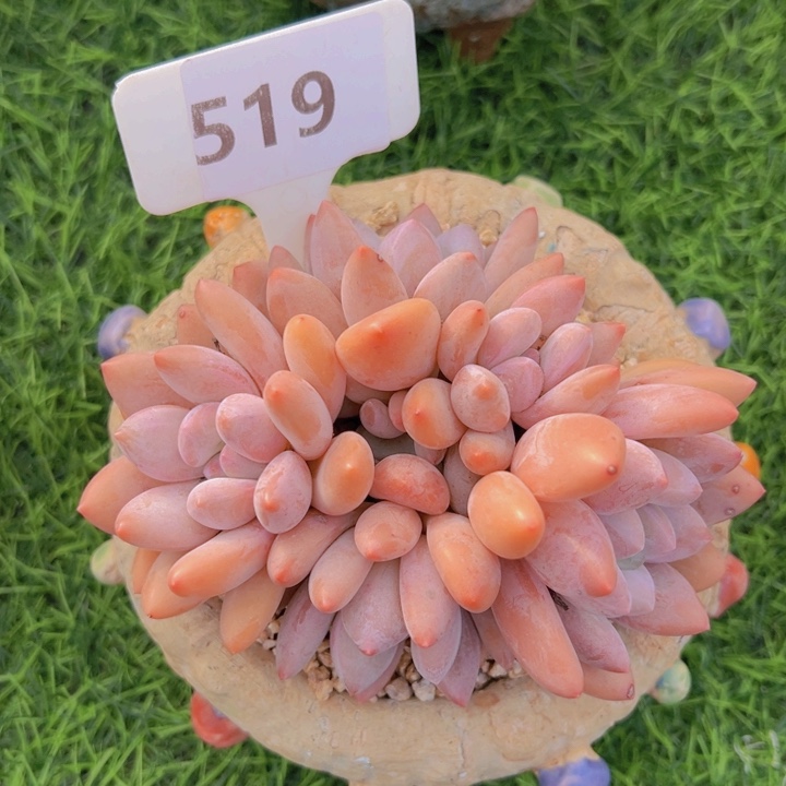 健健康康平平安安